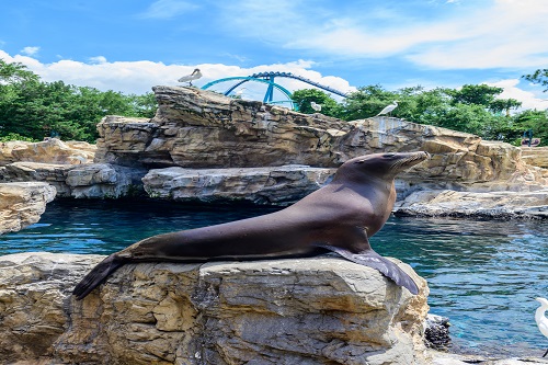 Black Friday SeaWorld Orlando - Ingresso de 3 parques (SeaWorld, Aquatica ou Busch Gardens)